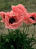 40+ Coral Reef Poppy Flower Seeds / Papaver Orientale / Perennial