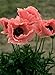 40+ Coral Reef Poppy Flower Seeds / Papaver Orientale / Perennial
