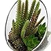 MyGift Small Artificial Cactus Plants with Slanted Clear Glass Terrarium Vase