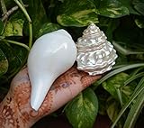 Shiva Lingam Shop 5", 3" Religious Natural Puja