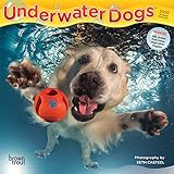 Underwater Dogs 2020 7 x 7 Inch Monthly Mini Wall Calendar, Pet Humor Puppy by 