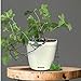 Window Garden Aquaphoric Self Watering Planter (7”) + Fiber Soil = Foolproof Indoor Garden. Decorative Planter Pot for House Plants, Flowers, Herbs, Violets, Succulents-Easy (Ivory Matte/Ivory Insert)