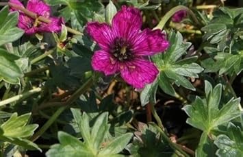 Hardy Geranium Geranium Purple Pillow 9cm Pot Amazon Co Uk
