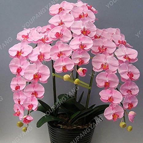 Amazon Co Jp 0個の蘭の盆栽高いシミュレーション花の胡蝶蘭の植物蘭の盆栽家庭用盆栽の盆栽 多色 ホーム キッチン Amazon Co Jp 0個の蘭の盆栽高いシミュレーション花の胡蝶蘭の植物蘭の盆栽家庭用盆栽の盆栽 多色 ホーム キッチン