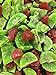 SweetGourmet Dried Fruit Mix Kiwi-Strawberry Blend Sweet Snack | 1 Pound
