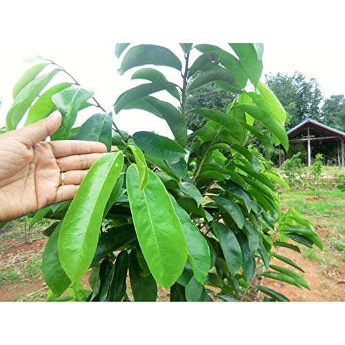Soursop Graviola Dried Leaves for Tea | 150 Leaves | Hojas De Guanabana De Perú | 150 Hojas | Product From Peru | Packaged In The USA (150 Leaves) - Thumbnail 5