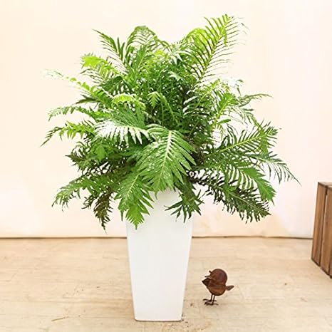 Amazon Co Jp 観葉植物 西洋シダ植物 ブレクナム シルバーレディー 陶器鉢 Diy 工具 ガーデン
