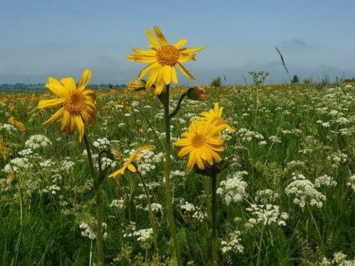 Arnica Flower Oil - Amazing Anti-inflammatory Properties (4 oz Glass Mason Jar)