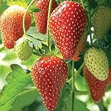HOTUEEN 100pcs Giant Strawberry Seeds, Sweet Red Strawberry/Organic Garden Strawberry Fruit Seeds Home Garden Planting
