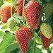 HOTUEEN 100pcs Giant Strawberry Seeds, Sweet Red Strawberry/Organic Garden Strawberry Fruit Seeds Home Garden Planting