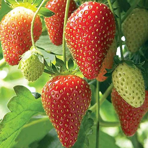 HOTUEEN 100pcs Giant Strawberry Seeds, Sweet Red Strawberry/Organic Garden Strawberry Fruit Seeds Home Garden Planting