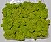 Reindeer Moss, Preserved - Spring Green (Chartreuse), 20-Ounce (1.25 Pounds) in a Designer Series Clear Case. (Reico Art 108055 - Soft and Colored Reindeer Moss)