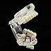 Carejoy® Dental Implant Disease Teeth Model with Restoration & Bridge Tooth Dental Tools