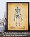 Skeleton - Human Bones Anatomy Vintage Decor, Science Lab Wall Prints, Classic Medical Orthopedic and Nursing Student Gift, 11x14 Unframed Art Print Poster