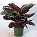 Rose Painted Prayer Plant - Calathea - Easy - 6" Pot from jmbamboo