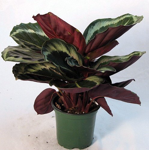 Rose Painted Prayer Plant - Calathea - Easy - 6