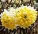 Edgeworthia ( Nanjings Gold ) Chinese Paper Bush - Live Plant - Quart Pot