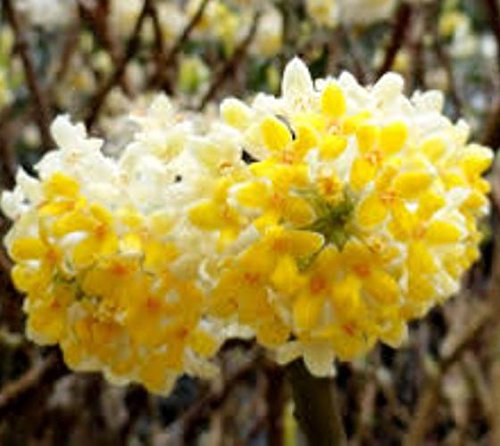 Edgeworthia ( Nanjings Gold ) Chinese Paper Bush - Live Plant - Quart Pot Edgeworthia ( Nanjings Gold ) Chinese Paper Bush - Live Plant - Quart Pot