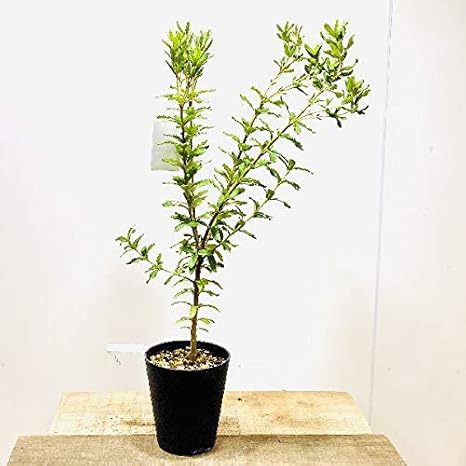 Amazon 観葉植物 鉢花 苗 バンクシア ベルティシラータ アルバニーバンクシア 5号 鉢 Amazon 観葉植物 鉢花 苗 バンクシア ベルティシラータ アルバニーバンクシア 5号 鉢