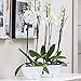 Santino, Self Watering Planter CALIPSO Oval Shape L 9.4 Inch x H 5.1 Inch Shade/Shade, Indoor Flower Pot for All House Plants, Flowers, Orchids