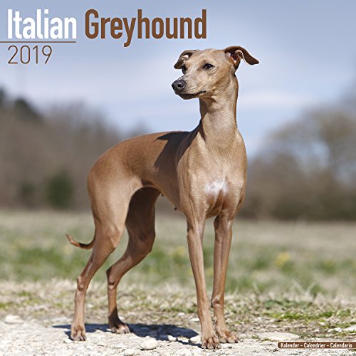 !Best Italian Greyhound Calendar - Dog Breed Calendars - 2018 - 2019 Wall Calendars - 16 Month by Avonside T.X.T