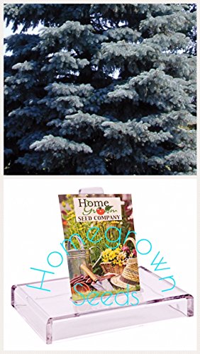 Homegrown Spruce Seeds, 80, Blue Colorado Spruce Tree Homegrown Spruce Seeds, 80, Blue Colorado Spruce Tree