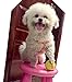 OYO-MALL Squeaky Dog Toys, Durable, Rubber Balls