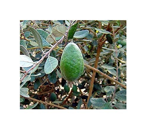 Pineapple Guava (Feijoa sellowiana 'Nazemetz') Tropical Fruit Trees Plant Around 30~36" Height in 3 Gallon Pot BA100 - Thumbnail 2