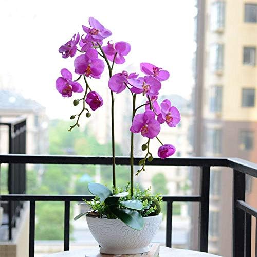 Amazon Com Rare Plant Butterfly Orchid Seed Bonsai Rich Aroma
