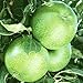 Granny Smith Apple tree 10 seeds
