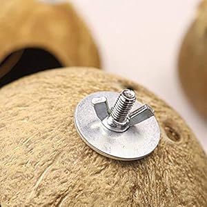 Balacoo Nido di Uccello Domestico Delicato Ciondolo Conchiglia di Cocco Naturale Nido di Uccello Artigianato Nido… - immagine 3