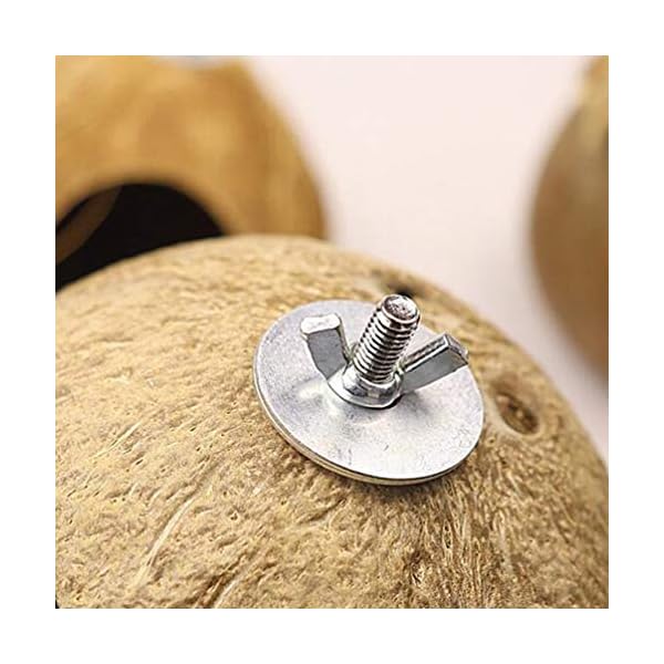 Balacoo Nido di Uccello Domestico Delicato Ciondolo Conchiglia di Cocco Naturale Nido di Uccello Artigianato Nido…