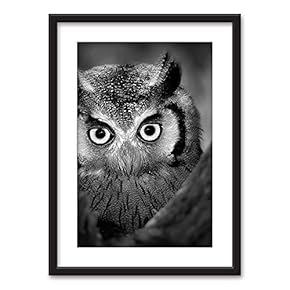 Framed Wall Art - an Owl in Black White - Black Picture Frames White Matting - 23x31 inches