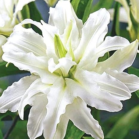 Amazon Co Jp 美しい大規模な盆栽リリウムの花0個カラフルなユリ盆栽ではない百合の球根希少植物ホーム鉢植えdiy花 その他 ホーム キッチン