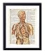 Vintage Anatomy Illustration Art, Dictionary Print, Antique Wall Art Home Decor, Modern Boho, Medical Posters, Farmhouse Decoration 8x10 Inches, Ready To Frame (Color Anatomy)