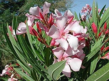 Amazon Co Jp 種子パッケージ 発芽seeds Platfirm 50キョウチクトウキョウチクトウピンク種子 エバーグリーン 優れた栽培者 50 種子 Home Kitchen