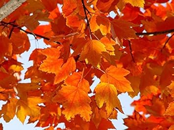 Amazon Co Jp 1年間枯れ保証 シンボルツリー落葉 アメリカハナノキ レッドサンセット 2 5m露地 ホーム キッチン