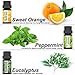 Aromatherapy Essential Oils Set, Iextreme Organic 100% Pure and Natural - Lavender, Tea Tree, Eucalyptus, Lemongrass, Orange, Peppermint - 6 Bottles/0.34oz Each