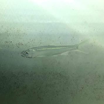 Amazon 淡水魚 ハス M 1匹 生体 川村淡水魚販売 観賞魚 水中生物 通販