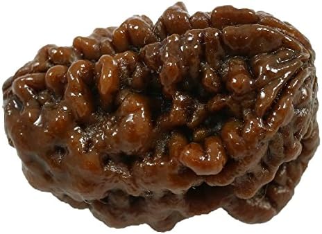 Rashi Ratan Bhagya Natural 1 Mukhi (Ek Mukhi) Rudraksha Lab Certified 26.92 M.M.