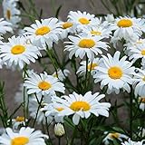 Outsidepride Shasta Daisy Chrysanthemum Seeds