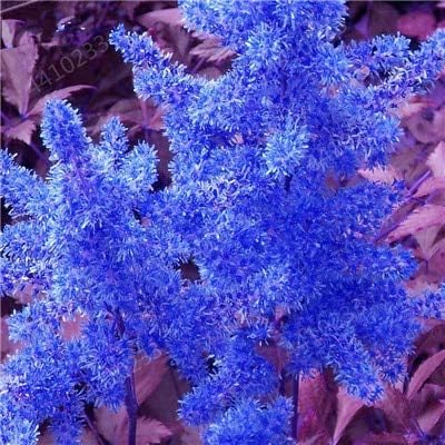 Amazon Co Jp 100個 パックアスチルベ工場エキゾチックな美しい鉢植えの花のフローレス 家庭菜園のための盆栽plantas 15 ホーム キッチン Amazon Co Jp 100個 パックアスチルベ工場エキゾチックな美しい鉢植えの花のフローレス 家庭菜園のための盆栽plantas 15 ホーム キッチン