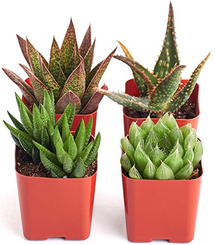Shop Succulents | Haworthia Succulent Plants