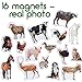 Fridge Magnets for Toddlers - Magdum - 16 Farm Animal Magnets for Refrigerator - Magnetic Animals for Children - Realistic magnets for Kids – Learning Set - Baby Educational Gift