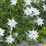 Outsidepride Edelweiss Ground Cover Plant Seed - 5000 Seeds