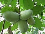 Paw-Paw Tree Asimina triloba Edible Fruit 2 - 3 ft Nice Heavy Roots - One Trade Gallon Pot - 1 plant by Growers Solution