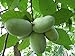 Paw-Paw Tree Asimina triloba Edible Fruit 17" - 24" Nice Heavy Roots - One Trade Gallon Pot - 1 plant by Growers Solution