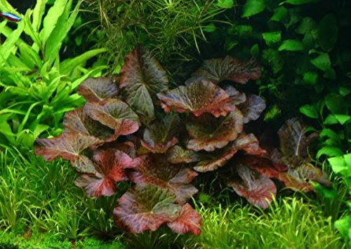 Nymphaea Rubra Bulb Dwarf Water Lily Live Aquarium Plants Decorations 3 DAY LIVE GUARANTEED By Mainam