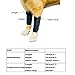 GNIKS Dog Front Leg Wrap Protects Brace Pets Joint Hock Paw Compression Wraps for Protects Wounds Brace Heals and Prevents Injuries and Sprains (S-M)