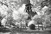 Afternoon in Paris (Eiffel Tower, B/W) Art Poster Print - 24x36 Collections Poster Print, 36x24 Travel Poster Print, 36x24